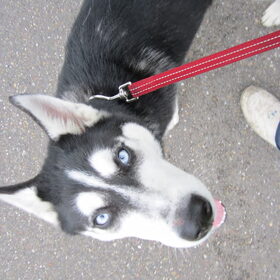 Shadow een van de drie verwaarloosde pups