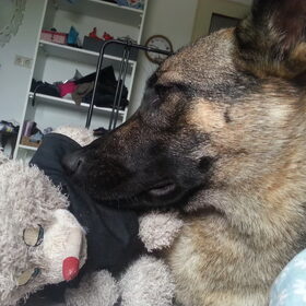 Hondenfoto van Lisanne, Misha, Tessa&Arrow