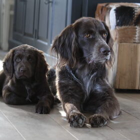 Hondenfoto van Astrid, Lana en Lena 