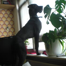 gluren naar de buren, ;)