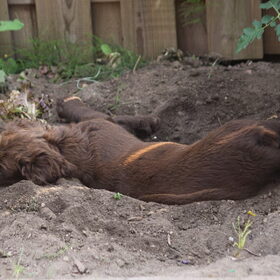 Camouflage hond....