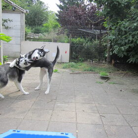 Chula en Shadow