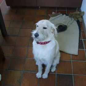 lief he