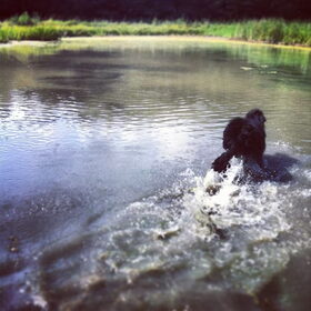 Hondenfoto van Anouk & Balou<3