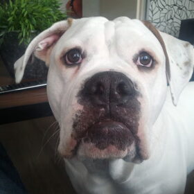 hoi allemaal