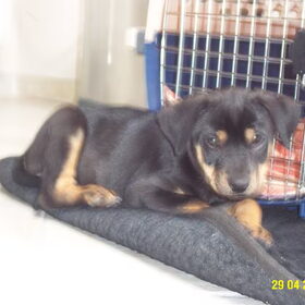 Sam als puppy
