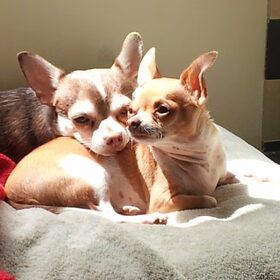 Hondenfoto van Arianne,Billy,Senna en Chica