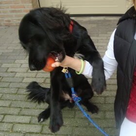 Hondenfoto van Nienke & Diesel