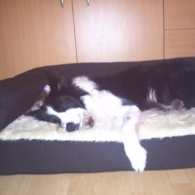 orthopedisch bed