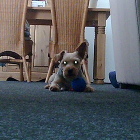 MAX wacht tot we gaan spelen ...