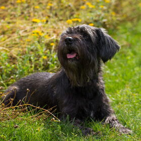 Dit is mijn hond luna :) Luna staat regelmatig model voor mijn…
