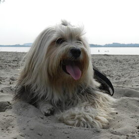 Hondenfoto van Melissa, Dempsey, Taiko, Minos & *Nina*