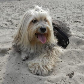 Hondenfoto van Melissa, Dempsey, Taiko, Minos & *Nina*