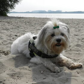 Hondenfoto van Melissa, Dempsey, Taiko, Minos & *Nina*
