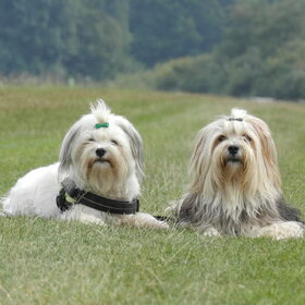 Hondenfoto van Melissa, Dempsey, Taiko, Minos & *Nina*