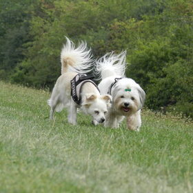 Demps samen met Romi