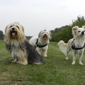 Demps en Taik samen met Romi