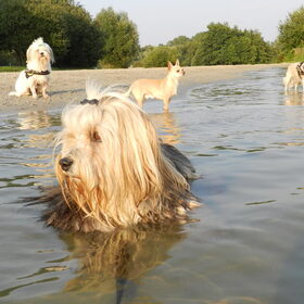 Hondenfoto van Melissa, Dempsey, Taiko, Minos & *Nina*