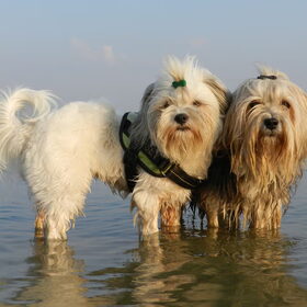 Hondenfoto van Melissa, Dempsey, Taiko, Minos & *Nina*