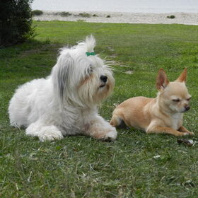 Demps samen met Roula