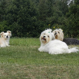 Hondenfoto van Melissa, Dempsey, Taiko, Minos & *Nina*
