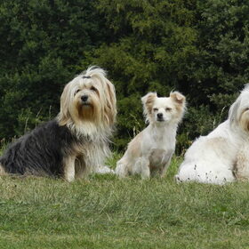 Hondenfoto van Melissa, Dempsey, Taiko, Minos & *Nina*
