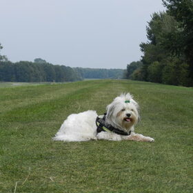 Hondenfoto van Melissa, Dempsey, Taiko, Minos & *Nina*
