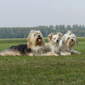 Hondenfoto van Melissa, Dempsey, Taiko, Minos & *Nina*
