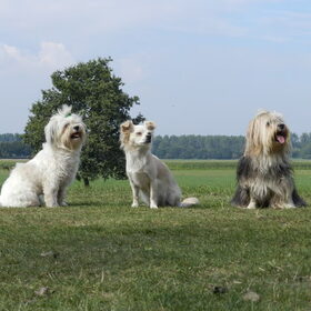 Hondenfoto van Melissa, Dempsey, Taiko, Minos & *Nina*