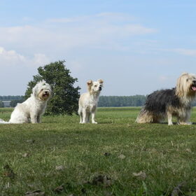 Hondenfoto van Melissa, Dempsey, Taiko, Minos & *Nina*