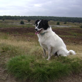 Hondenfoto van Chocomelk van Jessy & Storm en ***Blondie & Tara***