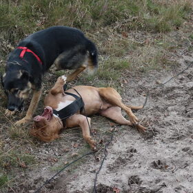 Dierenasiel Veeweyde in Weelde (242)