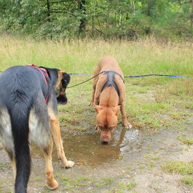 Hondenfoto van Eline & Vino