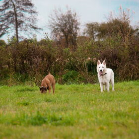 Hondenfoto van Hetty & Skipper