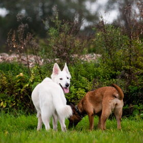 Hondenfoto van Hetty & Skipper