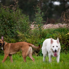 Hondenfoto van Hetty & Skipper