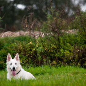 Hondenfoto van Hetty & Skipper