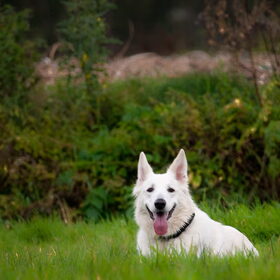 Hondenfoto van Hetty & Skipper