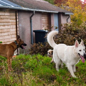 Hondenfoto van Hetty & Skipper