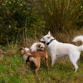 Hondenfoto van Hetty & Skipper
