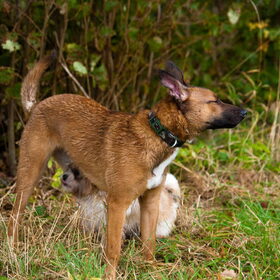 Hondenfoto van Hetty & Skipper
