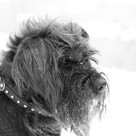 Luna in de Sneeuw ... een heel avontuur haha