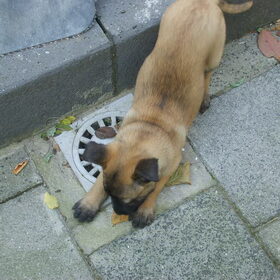 SPELEN..!!!