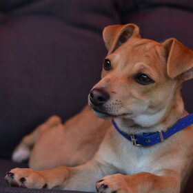 Hondenfoto van Nino, Chico en Storm (†) 