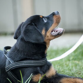 Nika 10 weken oud (06-09-2013)