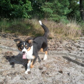 Gooien met dennenappels is ge-wel-dig volgens Cody!!!