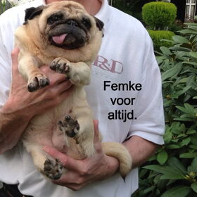 Femke is een ferme Mops van 12 jaar, ze lijd aan een steeds…