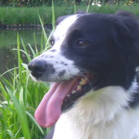 Hondenfoto van Angelique; Bruno, Charlie & Fenna  