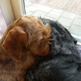 Samen op de vensterbank, zo lief
