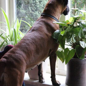 Hondenfoto van Ziva †, Bullie †, en Bandhu